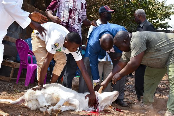 Recasement des femmes déguerpies : un bélier immolé en guise de bénédiction du site